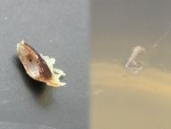 Vyextrahované embryo ze semene